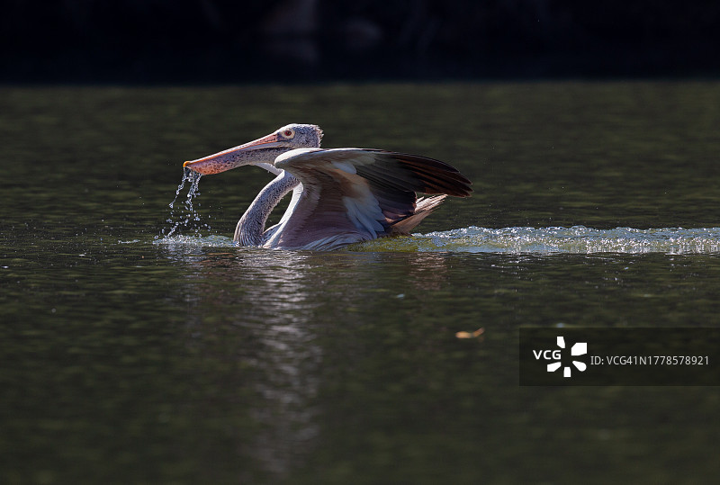 印度湖面上飞翔的鹈鹕特写图片素材