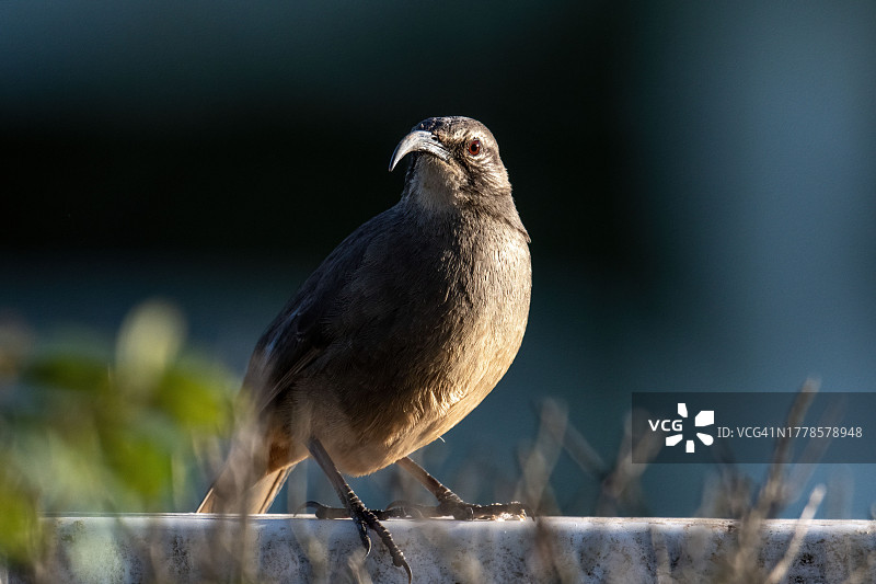 栖息在栏杆上的喜鹊特写，美国加利福尼亚州吉尔罗伊图片素材