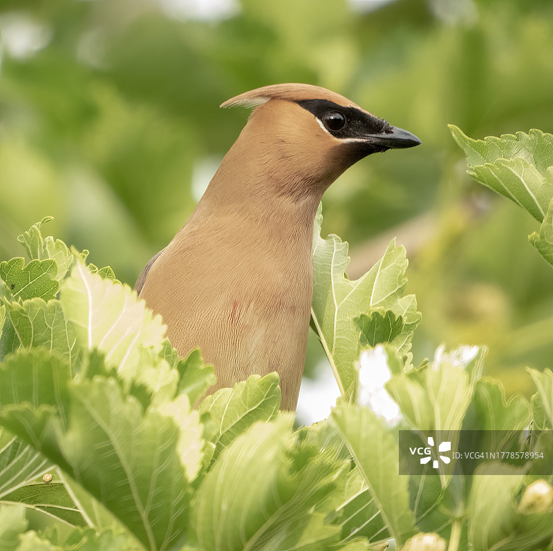 近距离拍摄栖息在植物上的鸣禽，美国加利福尼亚州吉尔罗伊图片素材