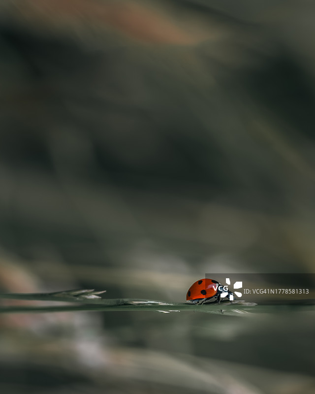 树叶上的瓢虫特写图片素材