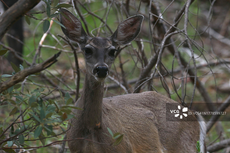 在美国亚利桑那州森林中，白色身影站在植物中的肖像图片素材