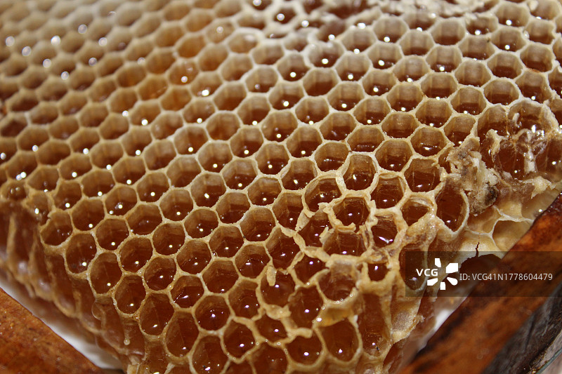 蜂巢上的蜜蜂特写图片素材