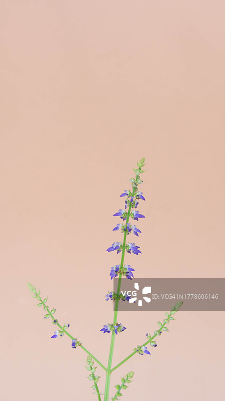 墙面上的植物特写图片素材