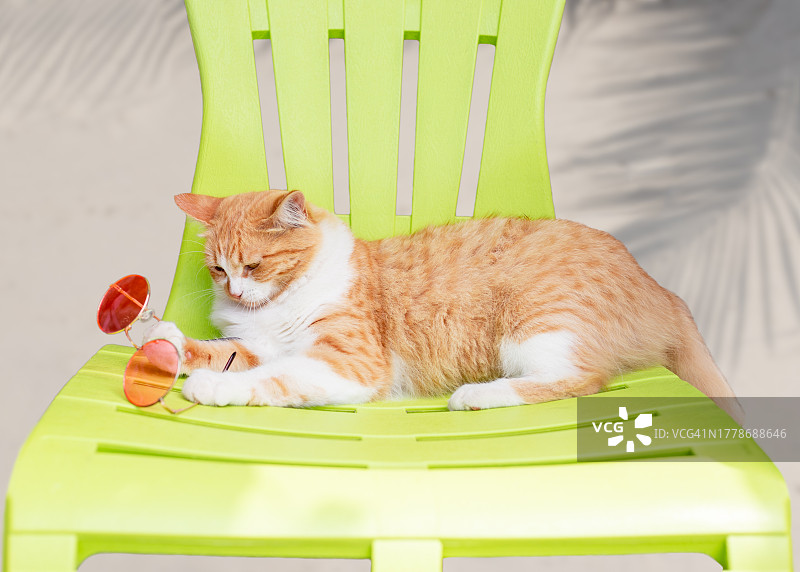 橘猫戴着太阳镜，躺在绿色日光躺椅上，白色背景图片素材
