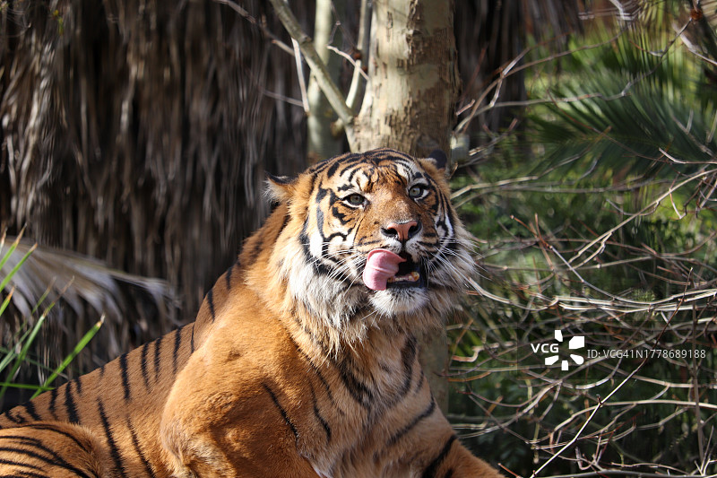苏门答腊虎坐在树上打呵欠的特写图片素材