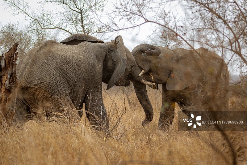 大象争斗第一轮图片素材