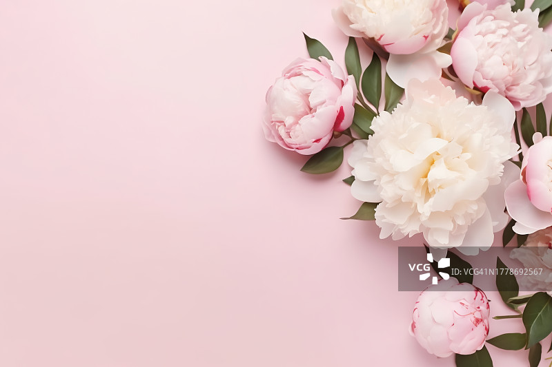 粉红色背景上的娇嫩牡丹花，带有复制空间图片素材