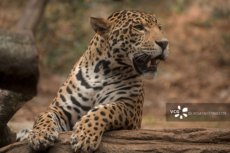 坐在树干上的豹子特写图片素材