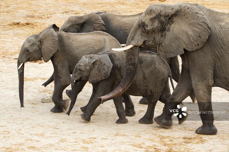 大象在田野上结伴而行。图片素材