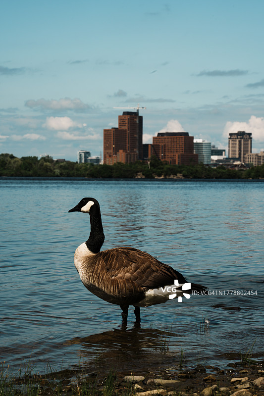 加拿大雁栖息在渥太华安大略湖上的侧视图图片素材
