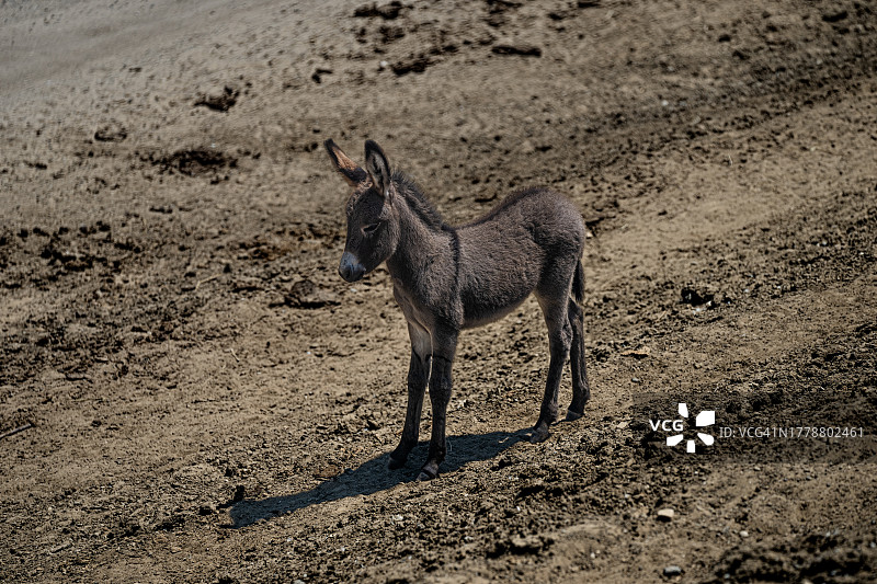 小驴，加利福尼亚州，美国图片素材