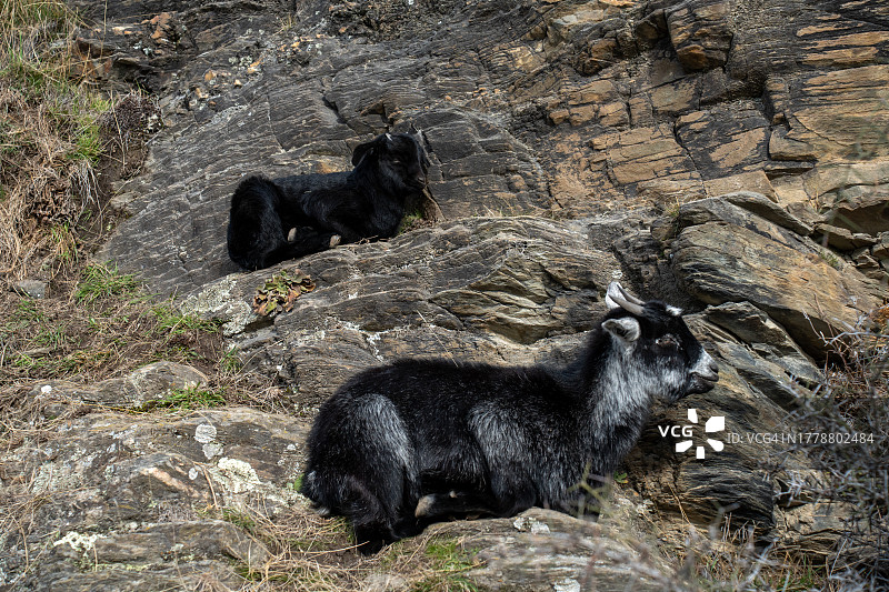 两只小羊坐在岩石上图片素材