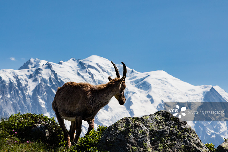 仰视角度拍摄的野山羊站在岩石上，背景是勃朗峰图片素材