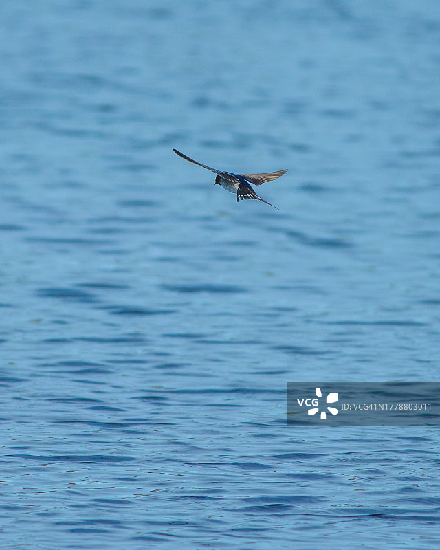 海面上飞翔的燕子图片素材