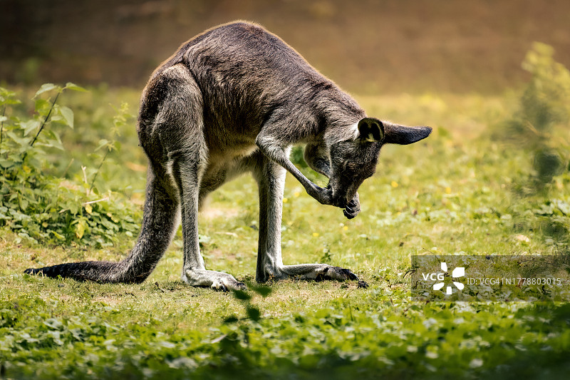袋鼠站在草地上吃东西的侧面视角图片素材