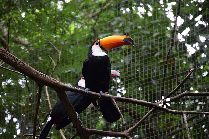 仰视视角下栖息在花园树枝上的巨嘴鸟图片素材