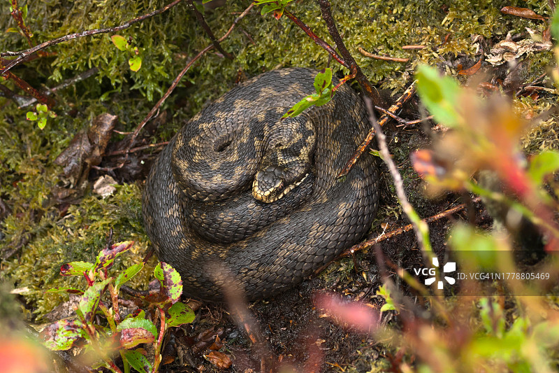灌木丛中蟒蛇的俯视照片图片素材