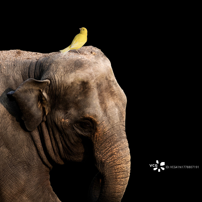 华盛顿哥伦比亚特区大象头上的鸟类特写图片素材