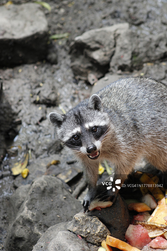 吃着岩石，警惕地看着镜头的可爱猫鼬特写图片素材