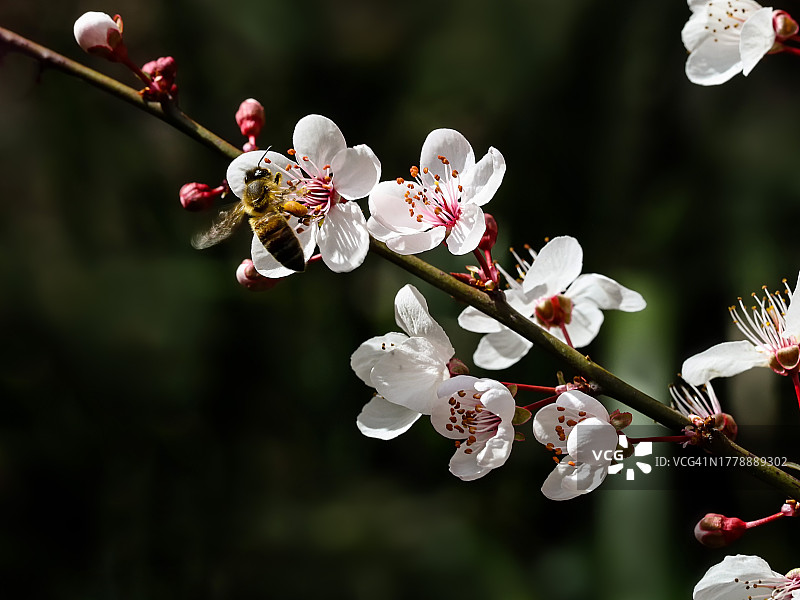 春天白色樱花上的蜜蜂特写，澳大利亚墨尔本图片素材