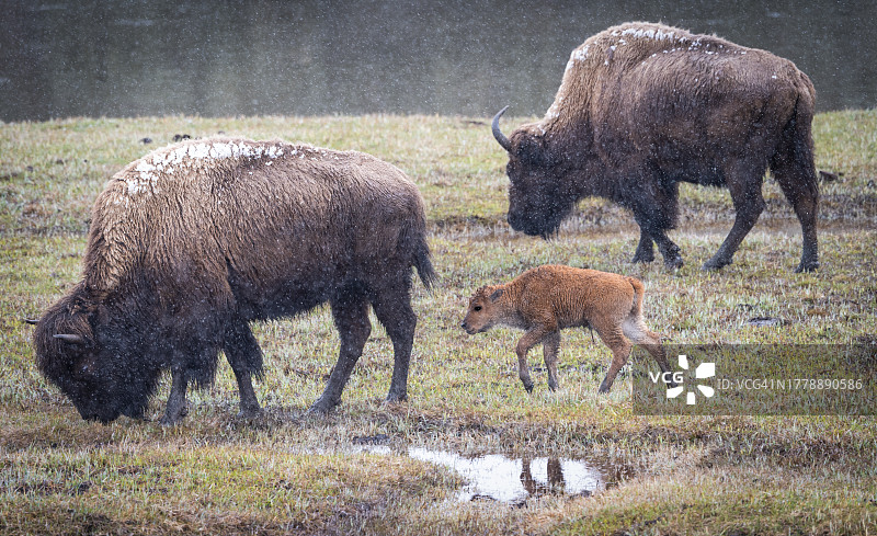 美国海登山谷春雪草地上的奶牛图片素材