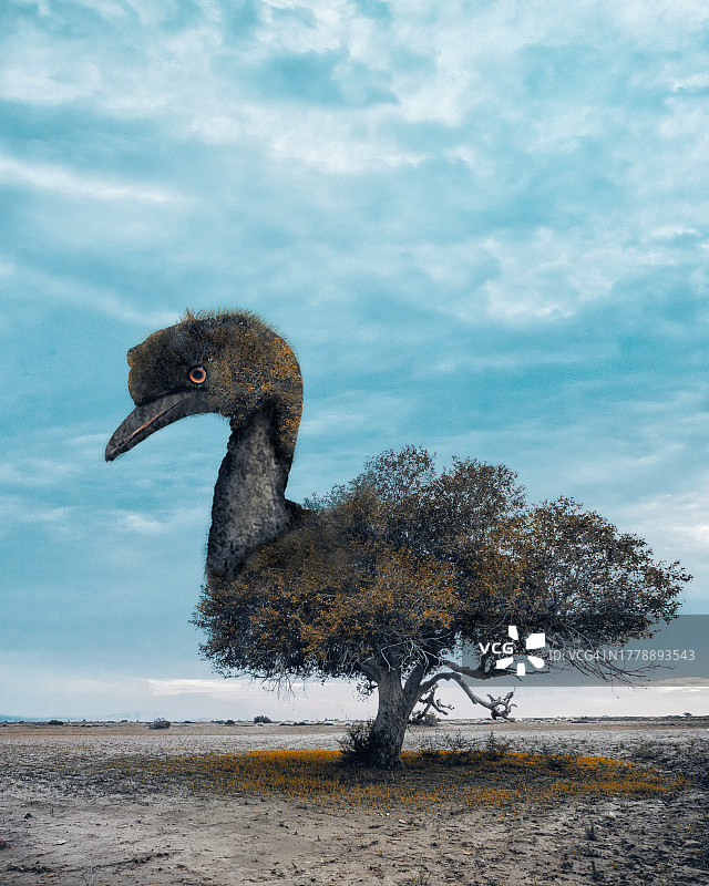 田野上鸟状的树图片素材