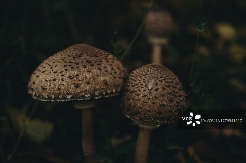 植物中的伞菌图片素材