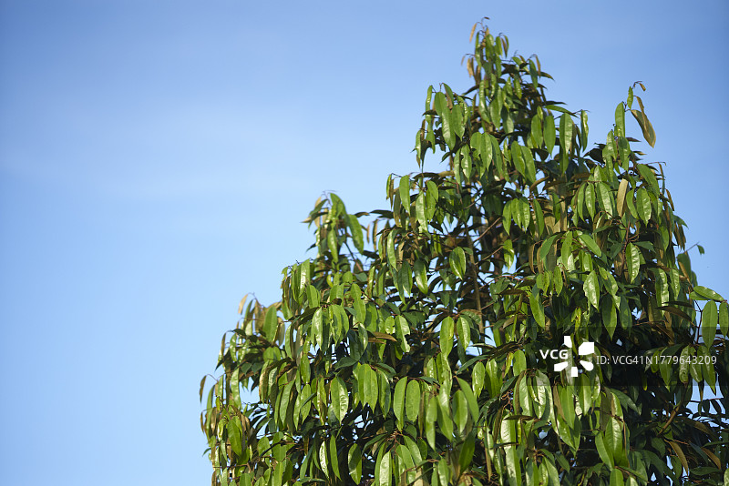 高山背景下的榴莲园风光图片素材