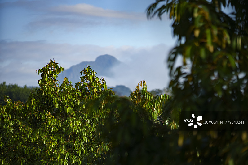 高山背景下的榴莲园风光图片素材