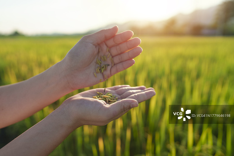农民手中稻米倾泻：全球粮食危机概念图片素材
