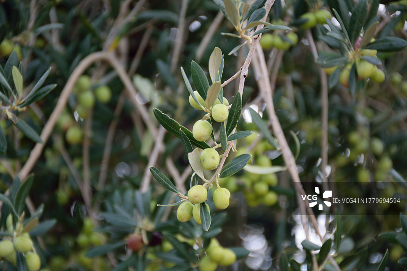 橄榄树上的橄榄图片素材