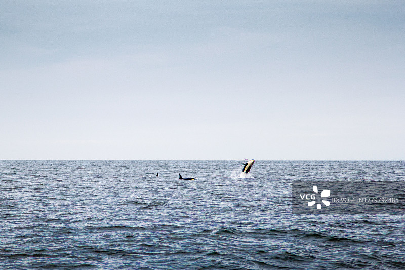 太平洋中的逆戟鲸图片素材