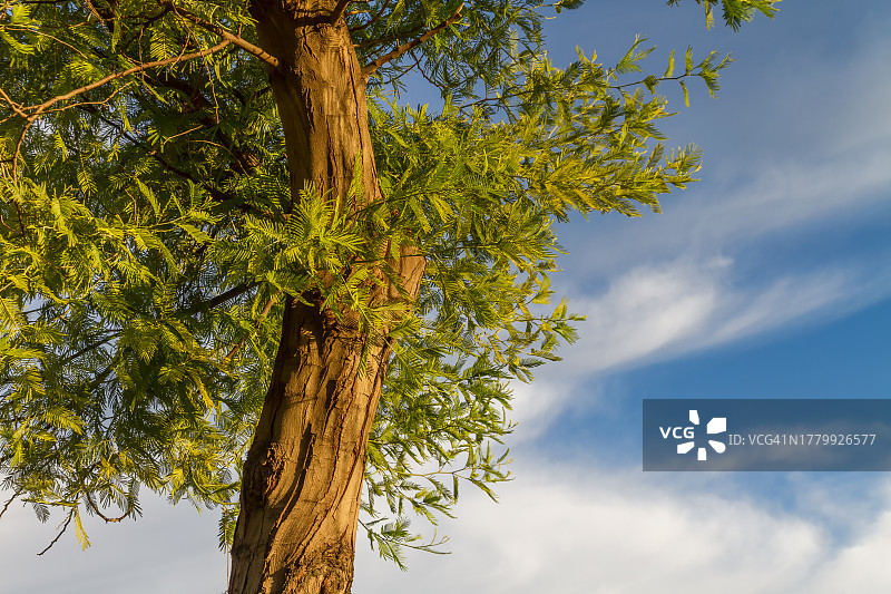 含羞草的树干、树枝和树叶图片素材