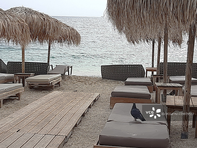 雅典卡拉马基海滩秋季海边的鸽子，希腊图片素材