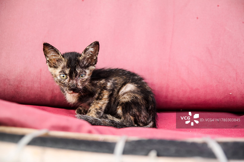 粉色背景上的狼猫幼猫图片素材