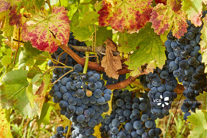 意大利西西里潘泰莱里亚岛葡萄园宏观视图图片素材