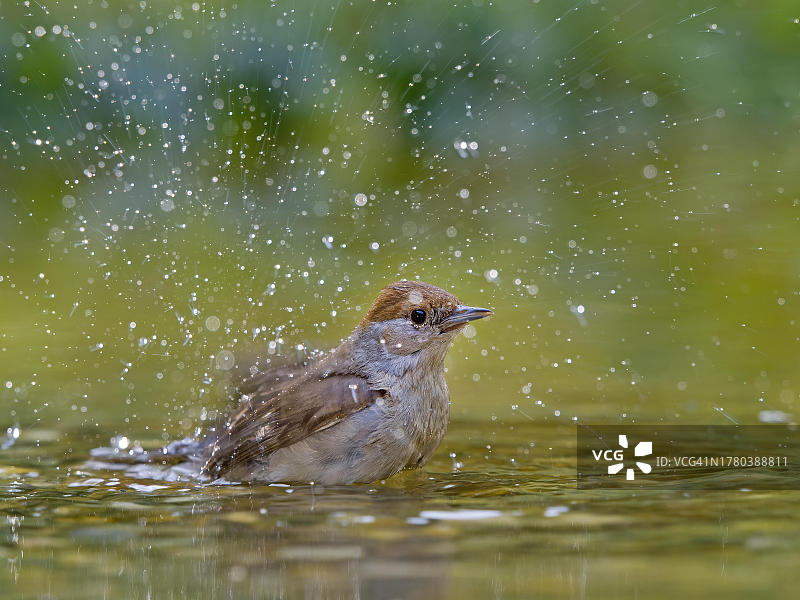黑顶莺（姬 Sylvia atricapilla），雌性在浅水中沐浴，水滴飞溅，德国索尔姆斯图片素材