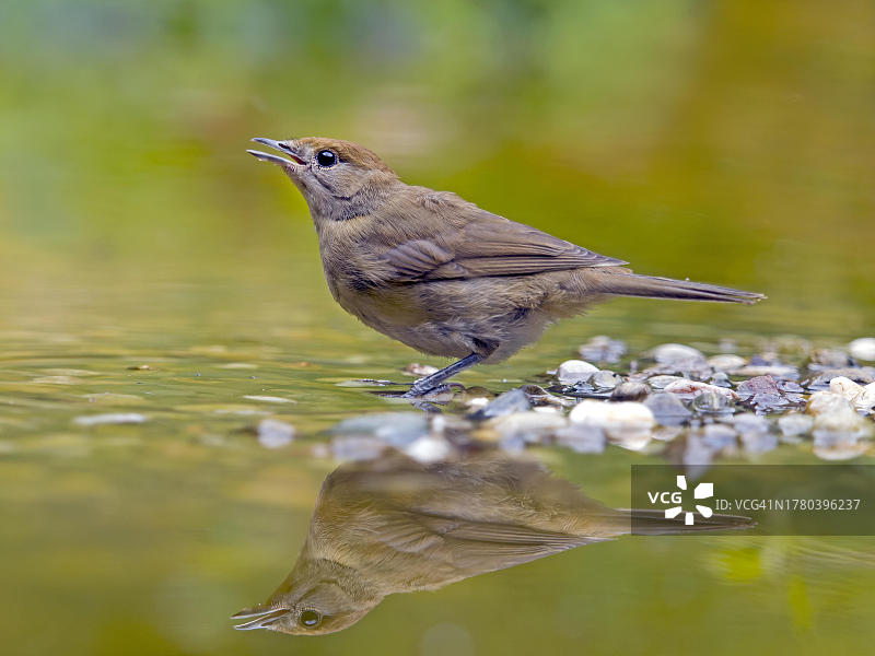 黑顶莺（丝光黑莺）雌性在浅水中，镜像倒影，德国黑森州索尔姆斯图片素材