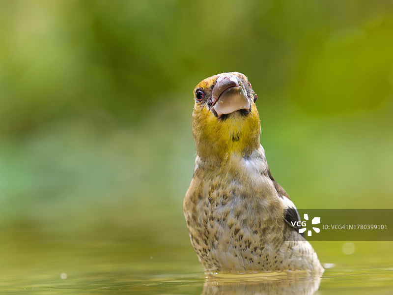 德国黑森州索尔姆斯浅水中的燕雀幼鸟图片素材
