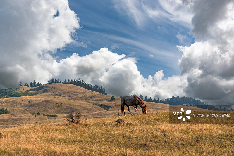 不列颠哥伦比亚省甘露市附近干旱景观上的孤独的马图片素材