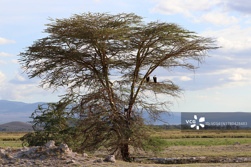 树上的两只非洲海雕图片素材