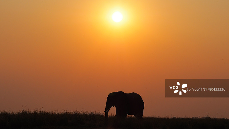 日落时分原野上非洲象的轮廓图片素材