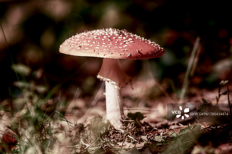 田间黑木耳蝇蝇特写图片素材