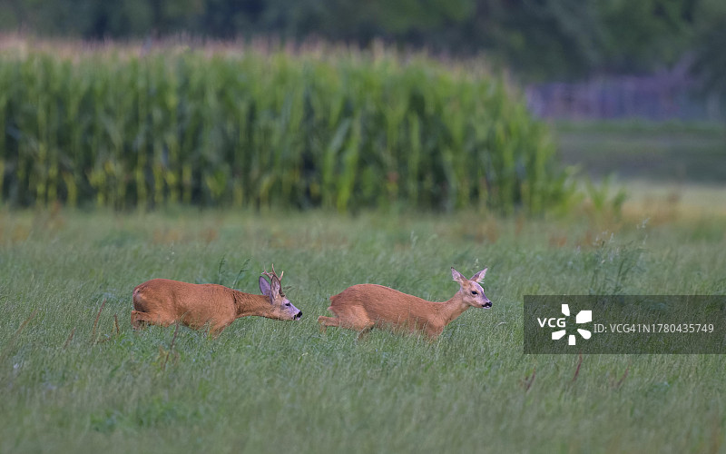 在发情期于草地上追逐雌性的狍子（Capreolus capreolus），德国巴登-符腾堡州上士瓦本伊勒塔尔图片素材