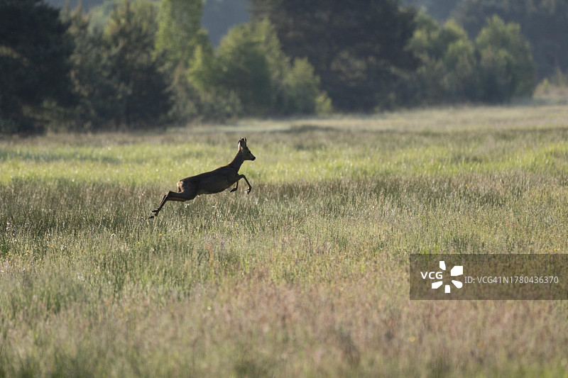 欧洲狍（Capreolus capreolus），雄狍跳过草地，野生动物，德国下萨克森州图片素材