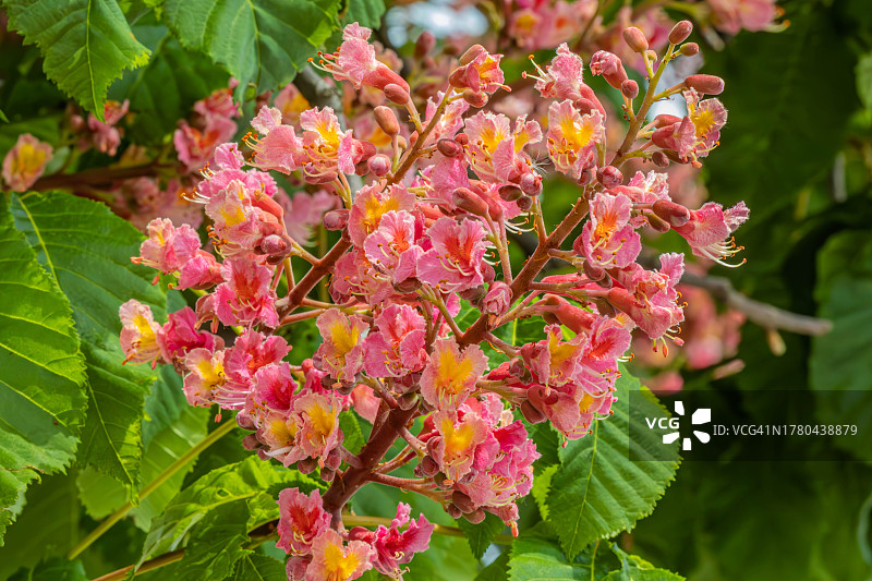 粉色开花植物特写图片素材