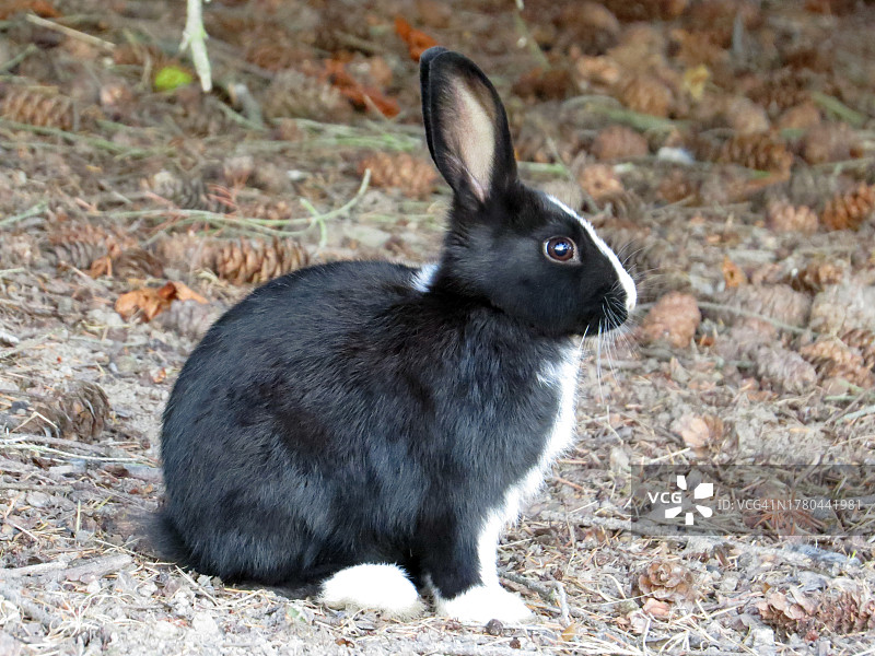 田野上兔子的特写图片素材