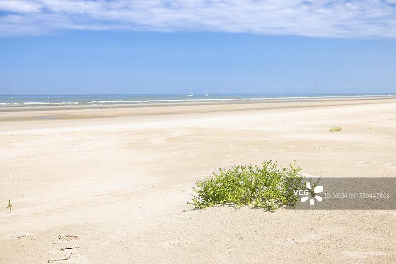 德帕内北海沿岸的沙丘景观（比利时弗兰德）图片素材