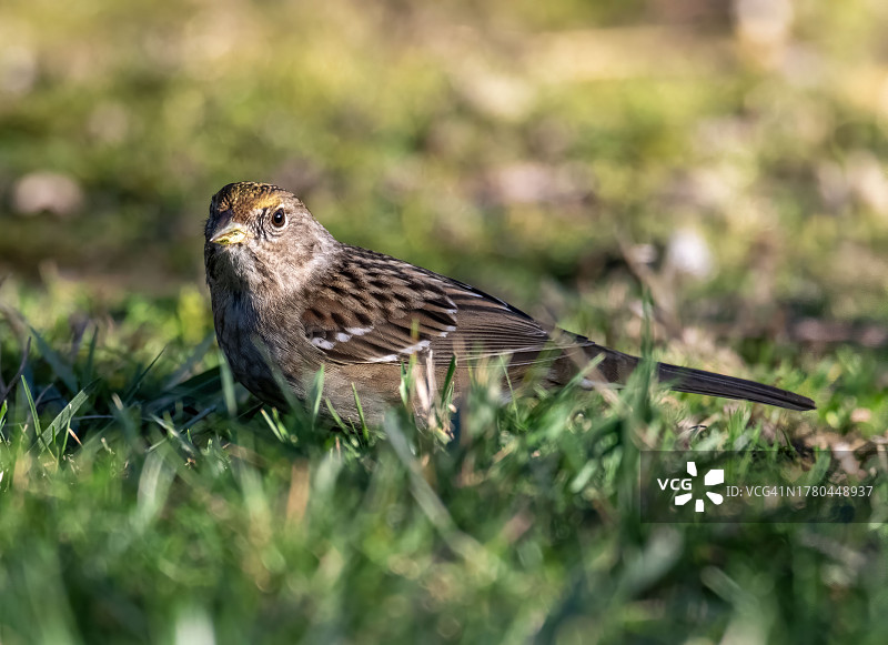 栖息在草地上的鸣禽特写，美国加利福尼亚州吉尔罗伊市图片素材