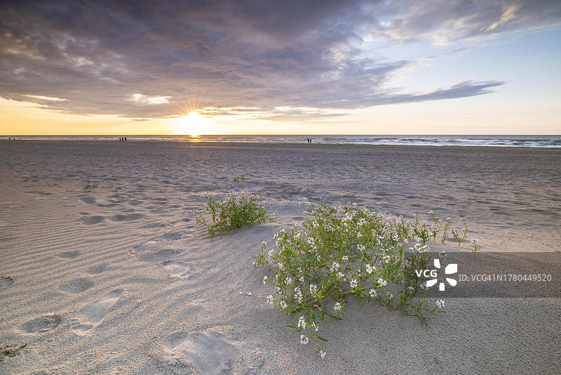 北海沙丘日落，德帕内，弗兰德斯，比利时图片素材